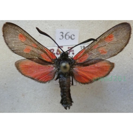 Zygaena angelicae Ochsenheimer, 1808 Kraśnik dzięgielowiec Czech36c